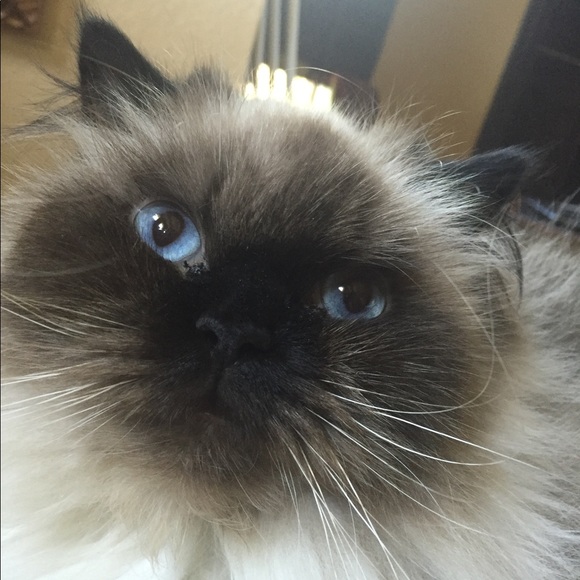 Meet your Posher, San - Picture 3 of 7